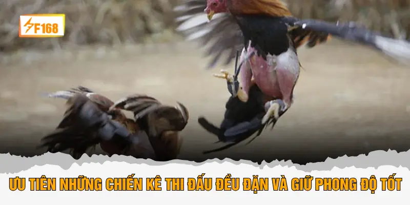 Ưu tiên những chiến kê thi đấu đều đặn và giữ phong độ tốt